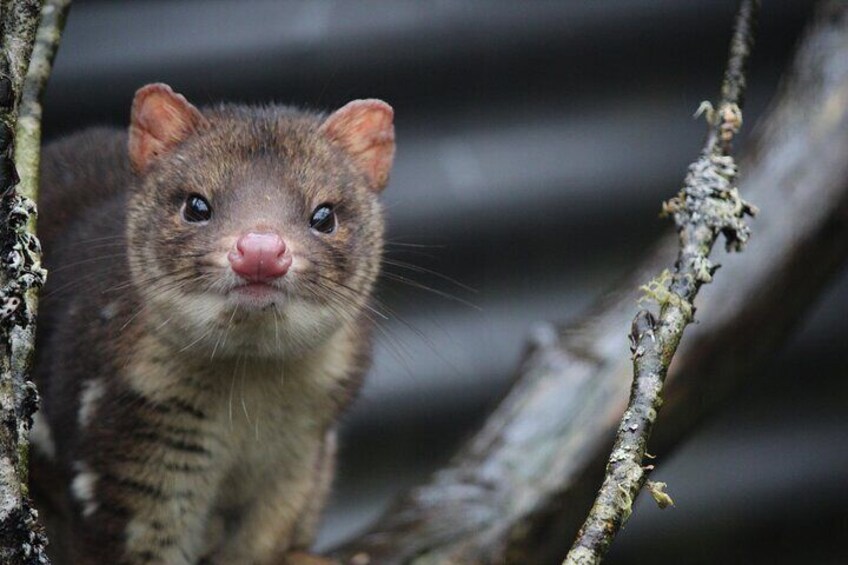 Spotted tail quoll