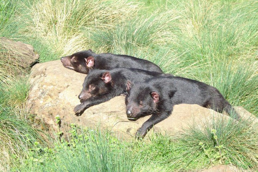 Devils basking