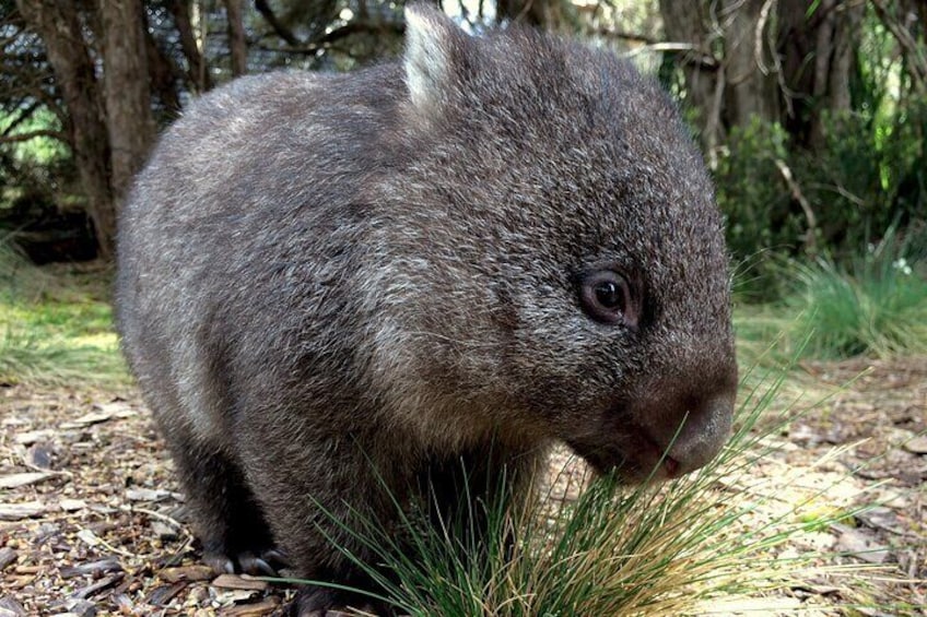 Pancake the Bare Nosed Wombat