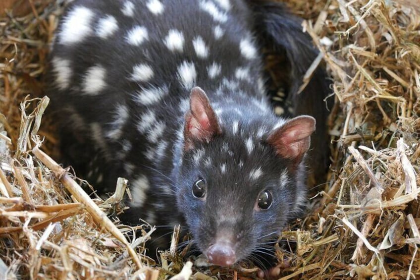 Eastern quoll