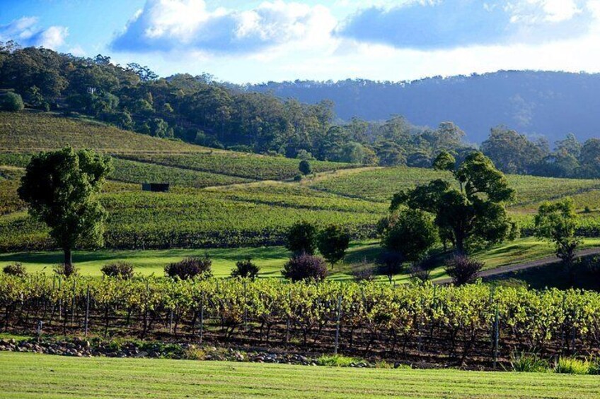 Ivanhoe Wines: Trip Advisor Seated Wine Tasting Masterclass