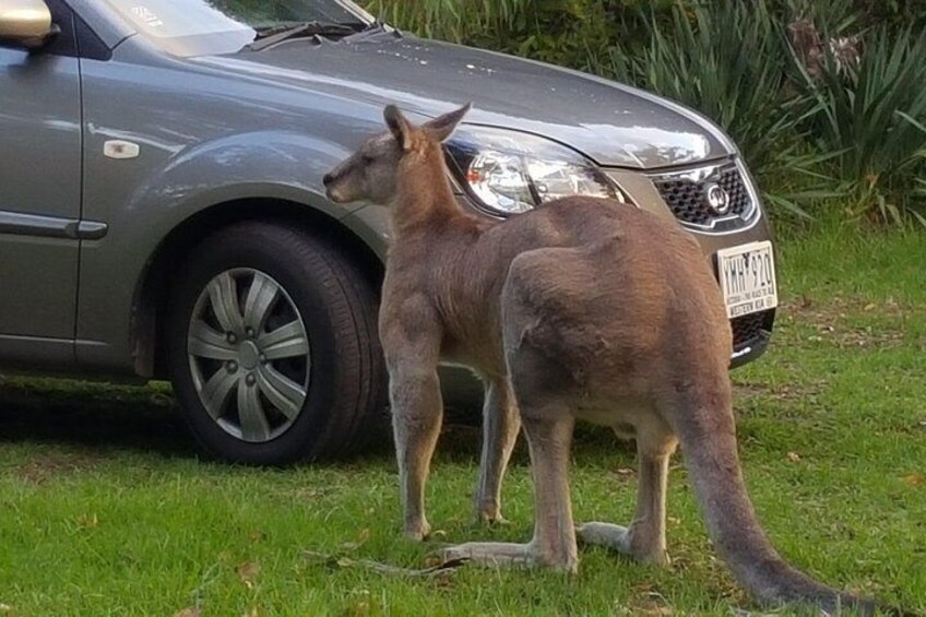 The Great Ocean Road private 1 day tour