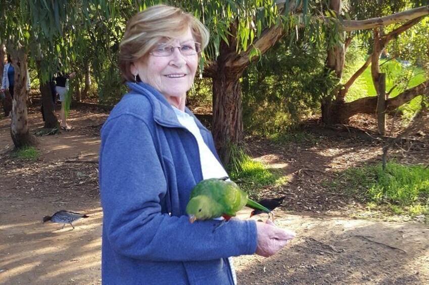 Kennet River friendly Parrots