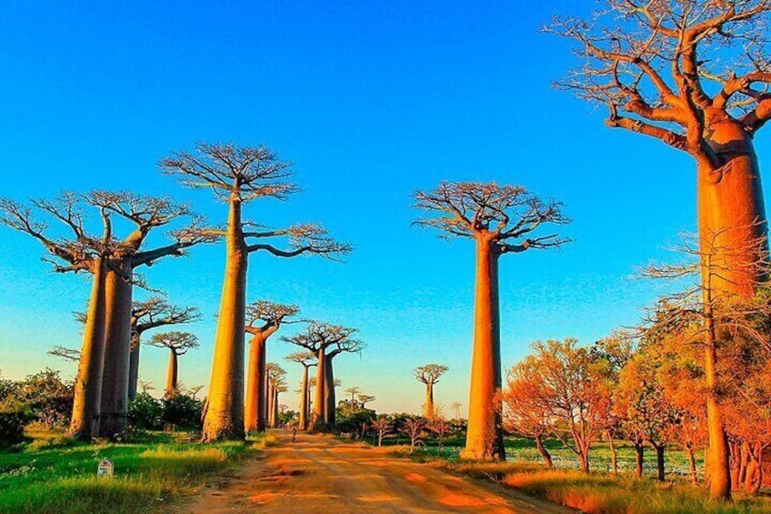 Tailor-made Madagascar Private Family Tour for Baobabs & Lemurs