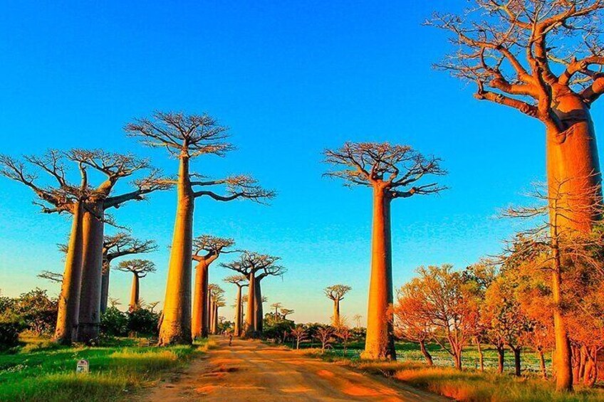 Tailor-made Madagascar Private Family Tour for Baobabs & Lemurs