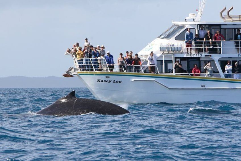 Phillip Island Whale Watching Tour