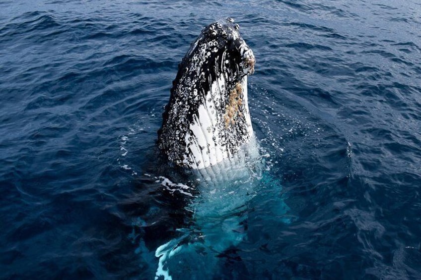 Phillip Island Whale Watching Tour