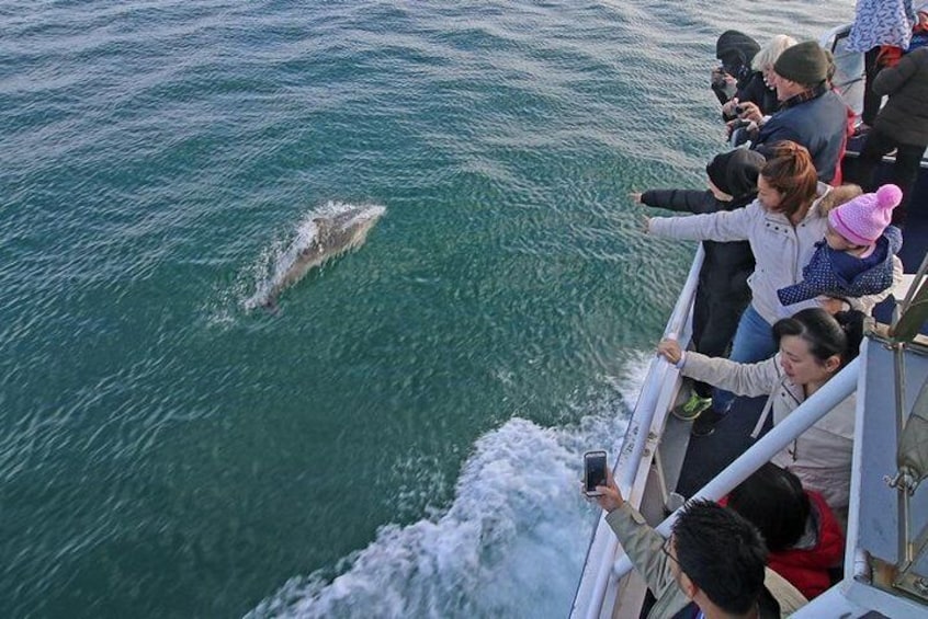 Common dolphins wave-riding alongside the boat