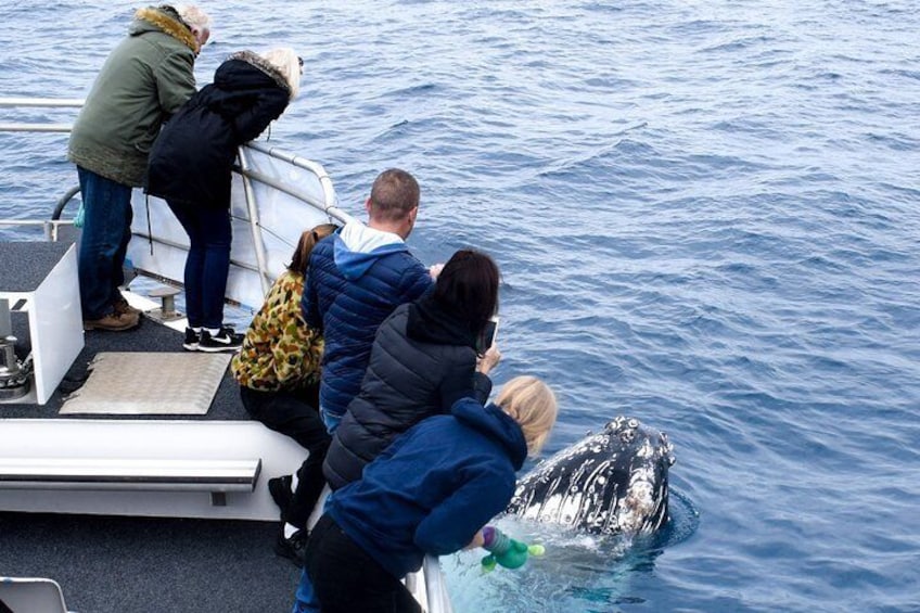 Phillip Island Whale Watching Tour