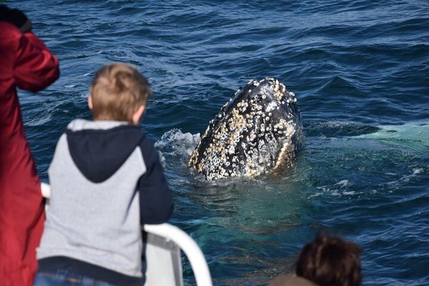 Phillip Island Whale Watching Tour