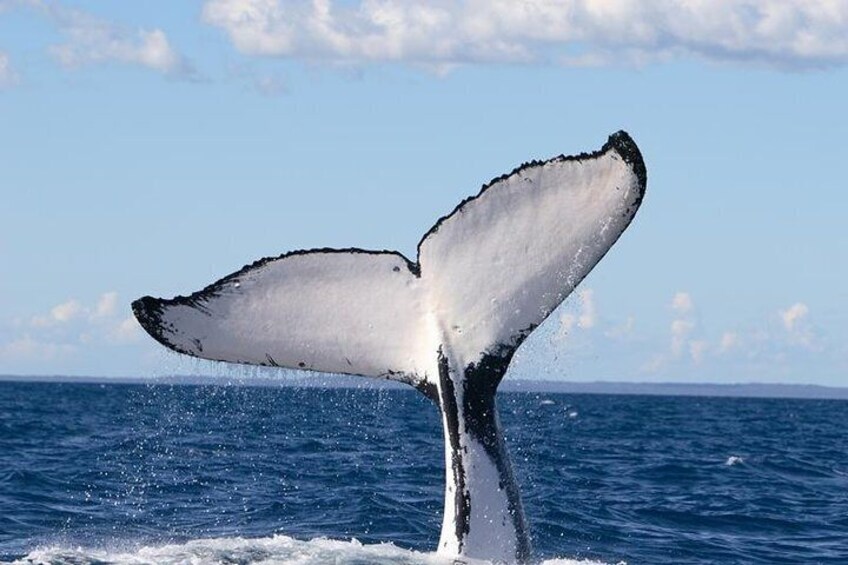 A Humpback whale fluke clear out of the water