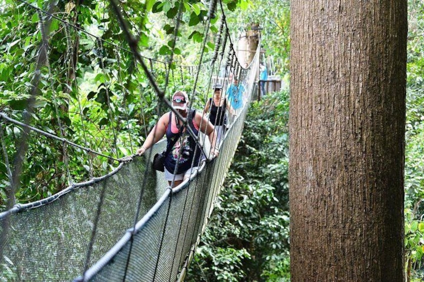 The canopy walk Kinabalu Park