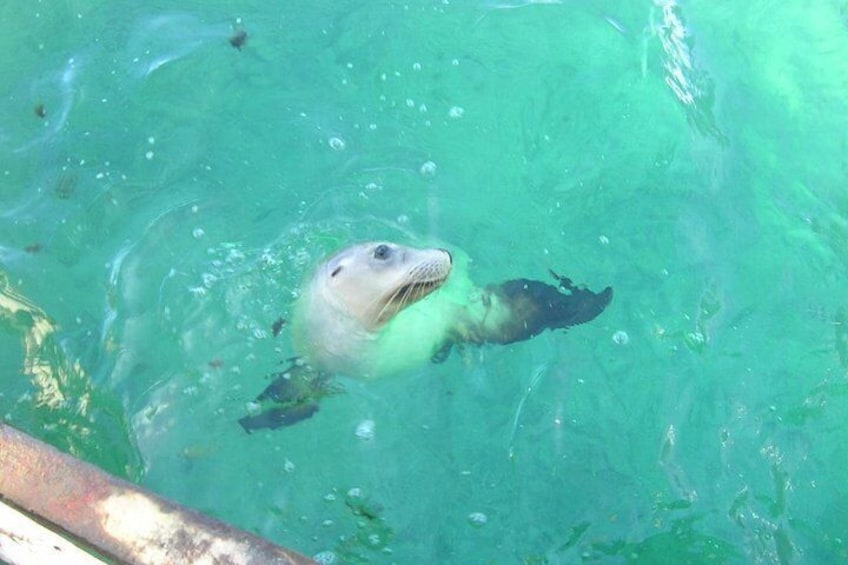 Abrolhos Island Sea Lion