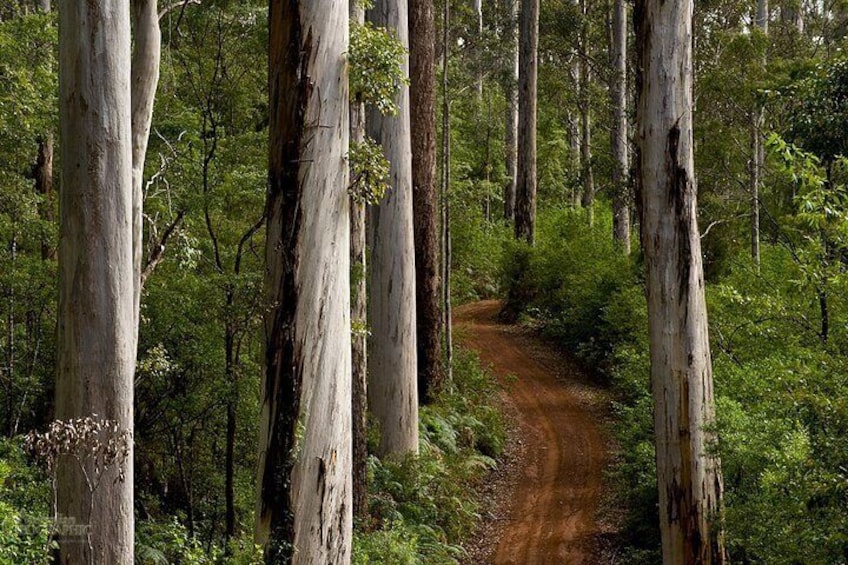 Karri Forest