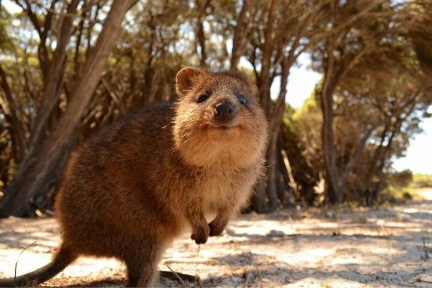 Pinnacles & Rottnest Island Scenic Air & Ground Tour