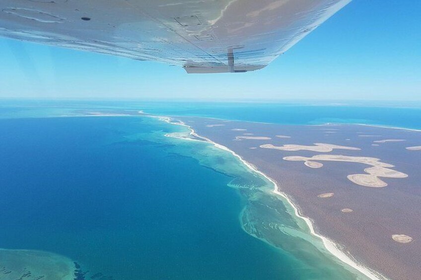 Monkey Mia Dolphins & Shark Bay Air Tour From Perth