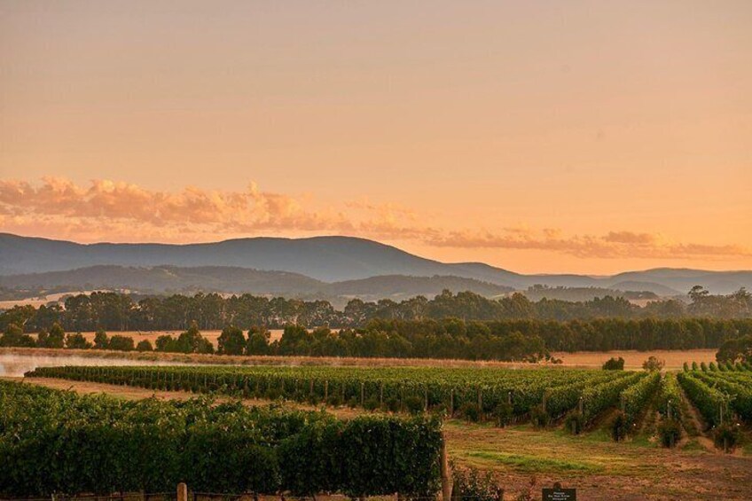 Yarra Valley Wine Masterclass - Up to 6