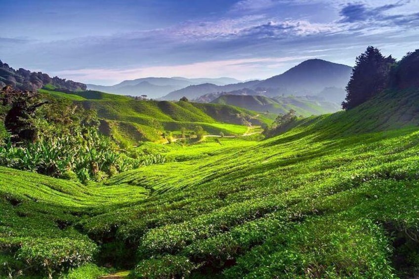 Cameron Highlands Tea Plantation