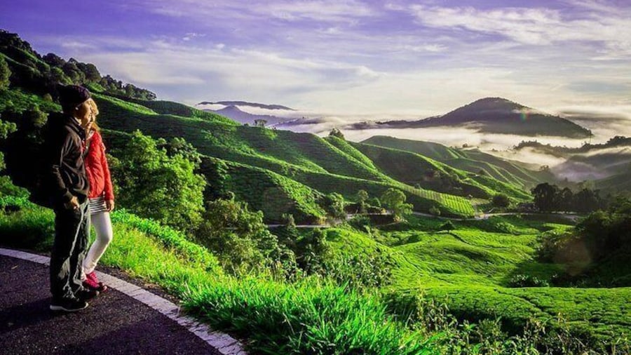Cameron Highlands