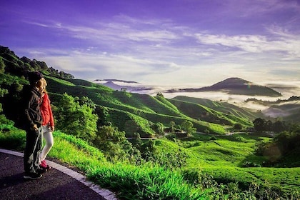 Full-day Cameron Highlands Day Trip from Kuala Lumpur