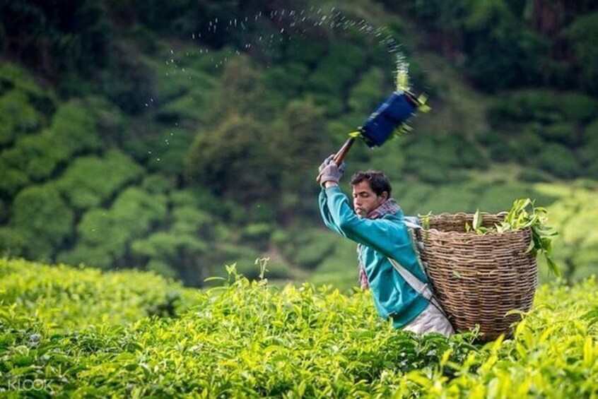 Cameron Highlands Tea Plantation