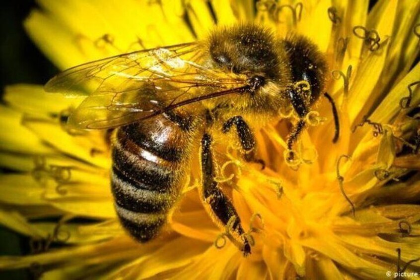 Cameron Highlands Bee Farm