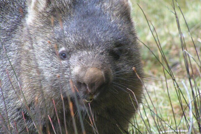 Wombat