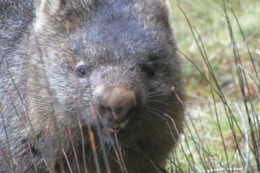 Wombat