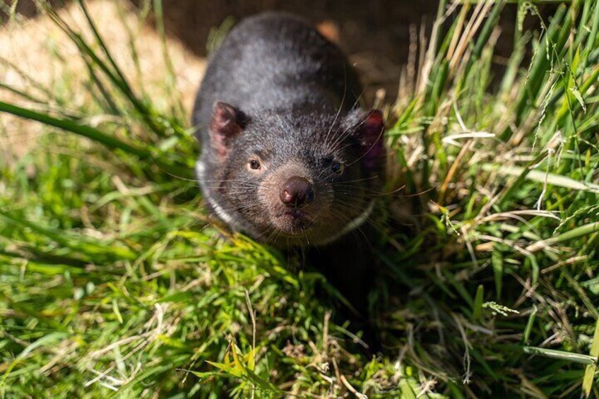 Tasmanian devils
