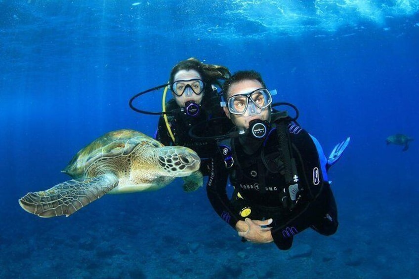 Scuba with the turtles