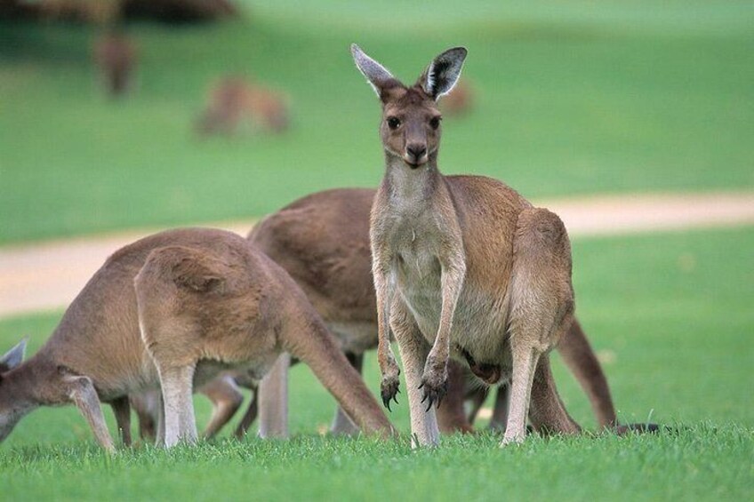 Kangaroo