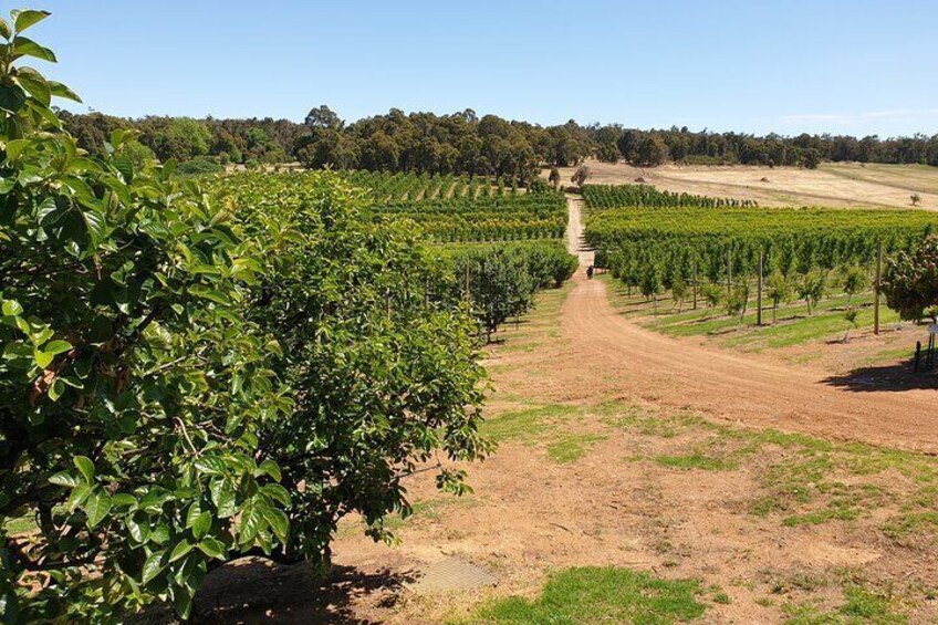 Half-Day Swan Valley Walk & Fruit Orchard