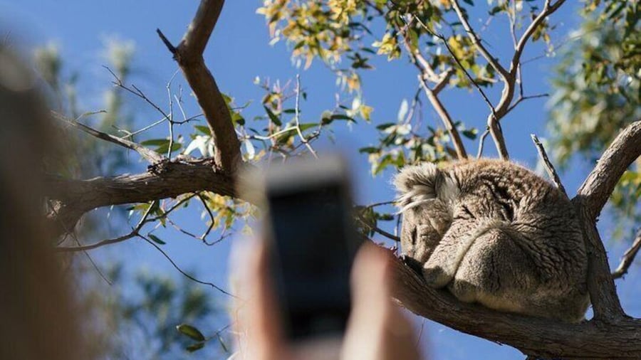 Exceptional Port Lincoln, Seafood and Wildlife Tour