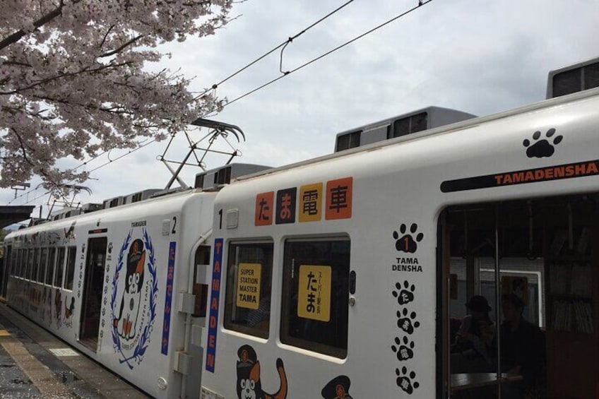 Tama (cat) train