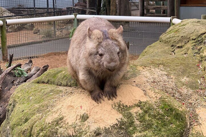 Featherdale - Wombat