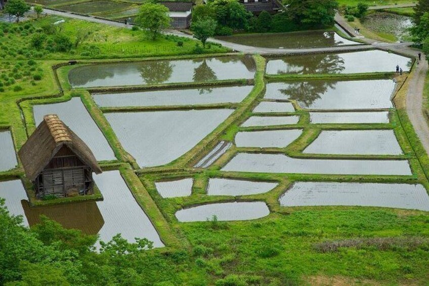 Rice fields of Shirakawago