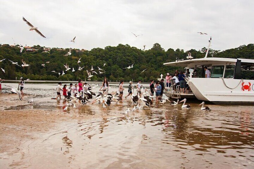 Pelican feeding