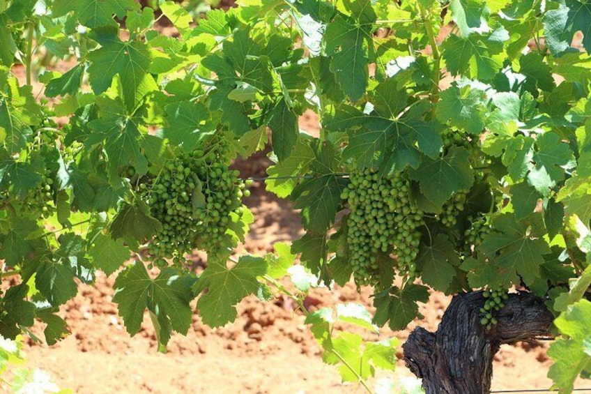 Hunter valley wine tasting 