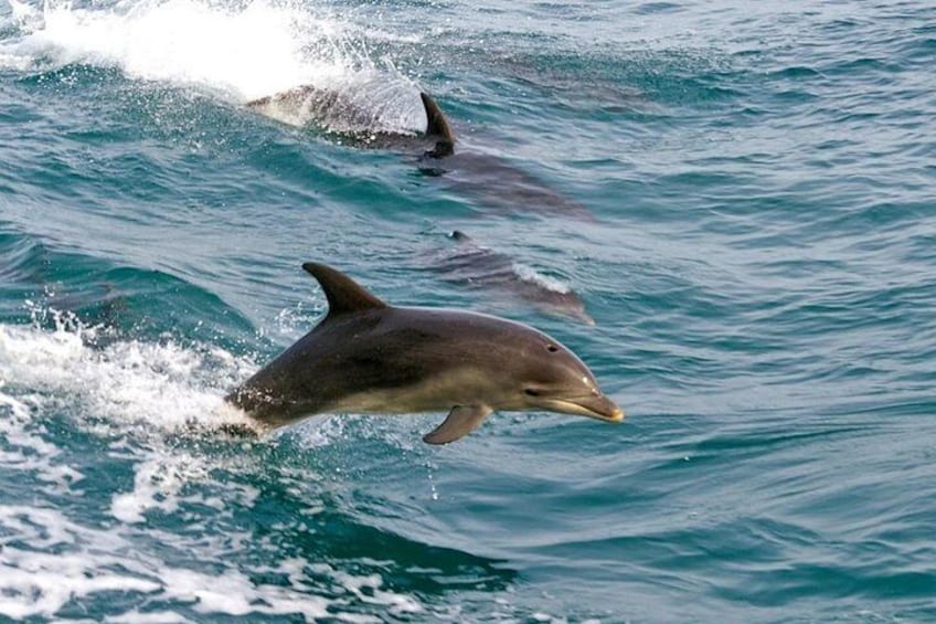 Dolphins Port Stephens