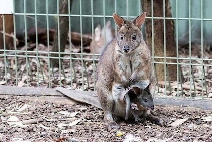 Blue Mountains Private Tours from Sydney & see Koalas & Kangaroos