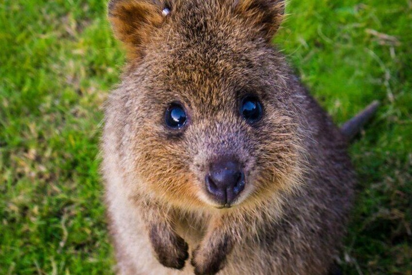 Quokka Australia