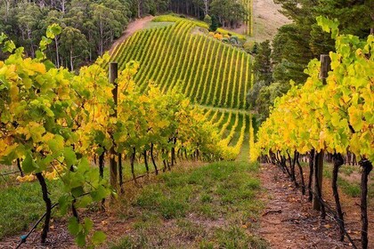 Private Adelaide Hills Wine Region Tour