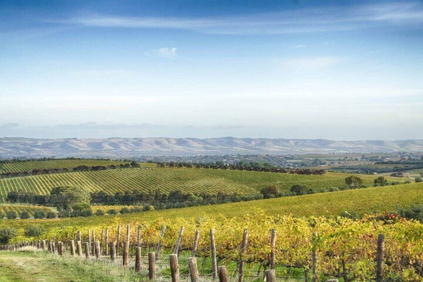 Looking south over McLaren Vale 