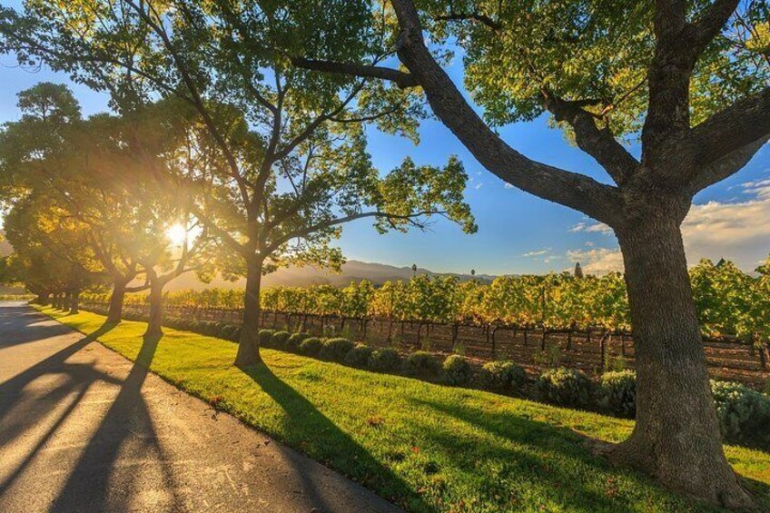 Visit the Swan Valley with lunch at one of the best wineries in the region