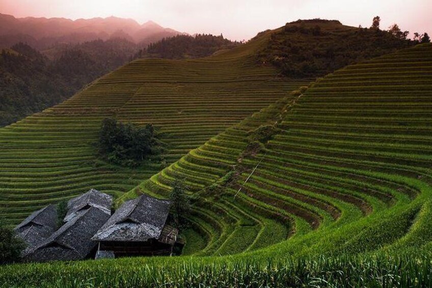 Longji Rice Terrace