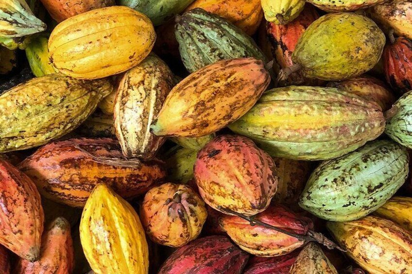 cocoa trees in farm