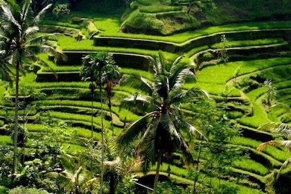 Gita panoramica di un giorno a Bali con visita presso una cittadina tradizi...