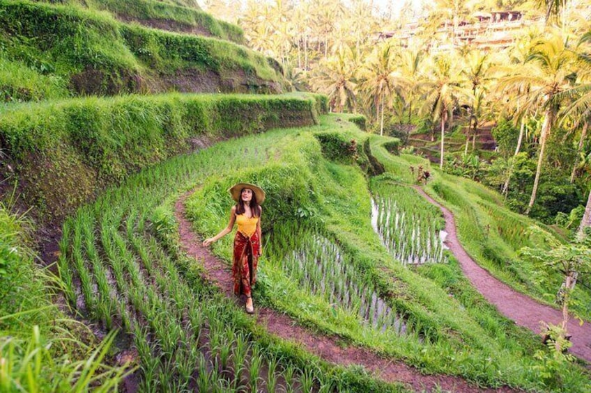 Bali Rice Terraces