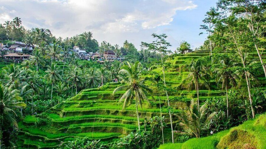 Private Sightseeing Tour of Ubud