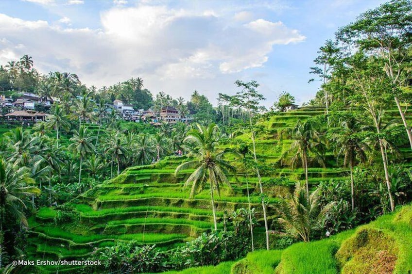 Private Sightseeing Tour of Ubud